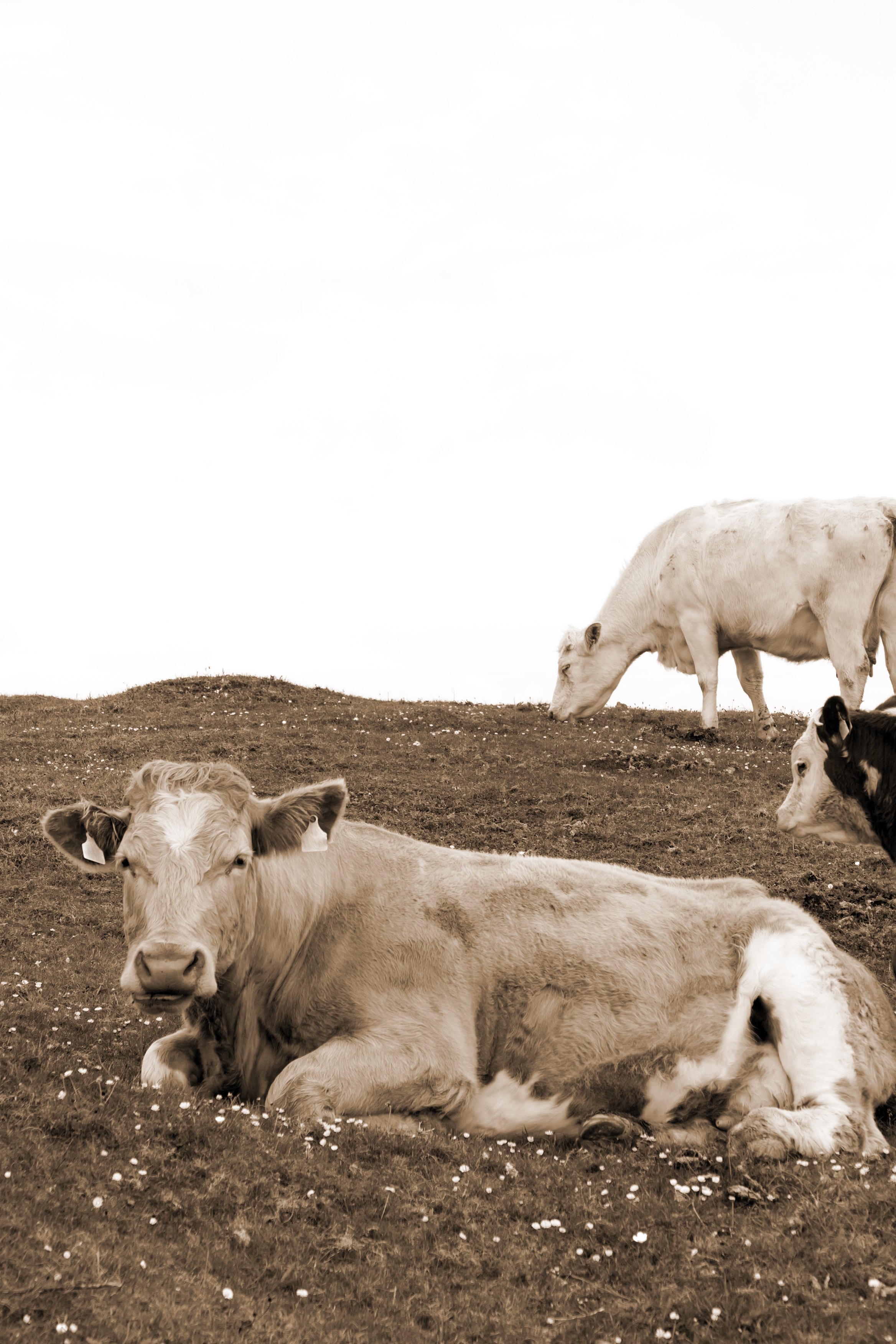 Cattle Feeding On The Green Grass In Sepia