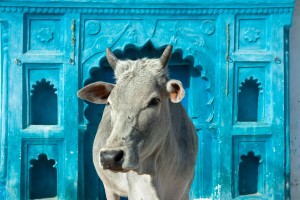 A cow stands in front of a vibrant blue, ornately carved wall with arched niches, evoking a serene atmosphere akin to practicing self-care techniques for chronic pain.