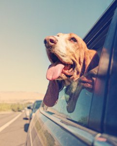 a funny basset hound with her head out of a car window and tong