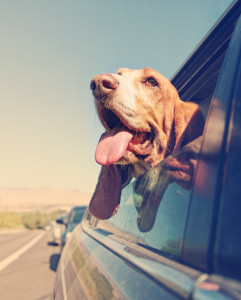 A dog with its head out of a car window, tongue out, enjoying the breeze on a sunny day—this joyful moment mirrors self-care practices for chronic pain, where embracing small joys can offer relief and uplift the spirit.