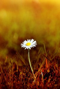 A Spring daisy emerging from grass that has been tinted to appear as a scorched wasteland. The bokeh background has the appearance of forest fire traveling into the distance.